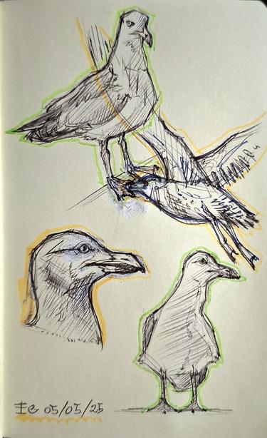 Four ballpoint pen studies of european herring gulls, surrounded by rough highlighter outlines.
