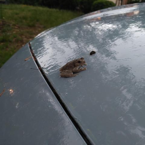 A frog sitting on a rain covered dusty blue colored smooth surface. There is a thich dark live cutting across the surface just below the frog.