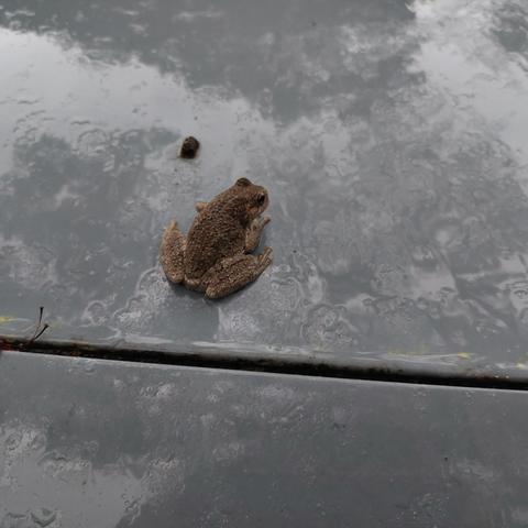 A frog sitting on a rain covered dusty blue colored smooth surface. There is a thich dark live cutting across the surface just below the frog.
