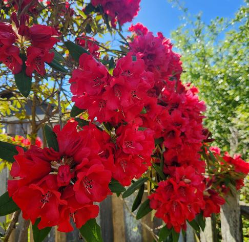 A medium size red rhododendron bush in full bloom.