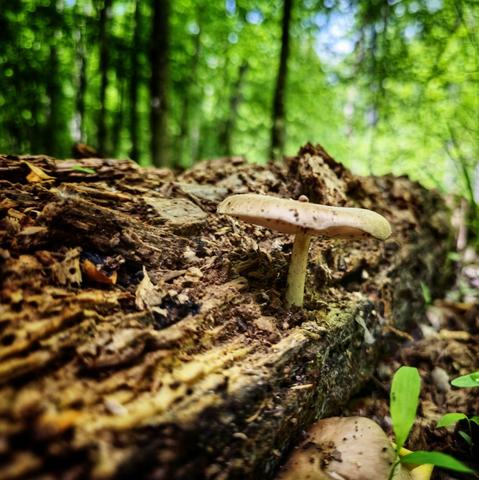 Maybe a somewhat  plain, tan-colored mushroom growing on a log, but I thought it was beautiful 😍