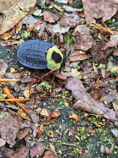 Some kind of forest cockroach? Kind of pretty (the shell has an amazing geometric pattern), but the little guy skittered out from under a fish skeleton someone had apparently eaten for lunch and then discarded on the trail.
