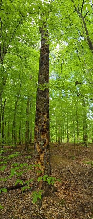 An old, dead tree in the midst of a very alive, green background of leaves. The tree has hundreds of holes from woodpeckers grabbing a meal.
