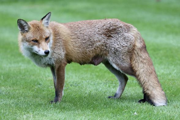 I took this photo last night. I do hope we see her babies soon. She appears to be pretty relaxed.