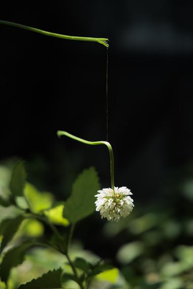 A delicate white clover flower hangs from a slender green stem against a dark background, surrounded by lush green leaves.