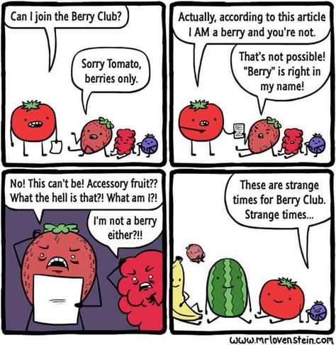 This is a picture of a Berry cartoon by the artist MR Lovenstein. A square image divided into 4 square single image. Image one shows the "Berryclub" consisting of raspberry, strawberry and a blueberry. A tomato with a document comes to them and politely asks "Can I Join the Berry Club?" The strawberry answered "Sorry Tomato, berries only." In picture two, the tomato hands over the document to the strawberry with the words "Actually according to this article I AM a berry and you re not." The strawberry replies "That's not possible! Berry is right in my name" In the third picture you can see the strawberry and the raspberry nervously sweating and excitedly read the text. The strawberry:" No! This Can't Be! Accessory fruit ?? What the Hell is that?! What am I?!" The raspberry: " I'm not a berry Either? !!" In the fourth picture you can see a banana, a melon, the tomato sitting in the Berry Club and the sad strawberry sits in the background. Of the original Members are only the blueberry in the club with words "These are Strange Times for Berry Club. Strange Times "