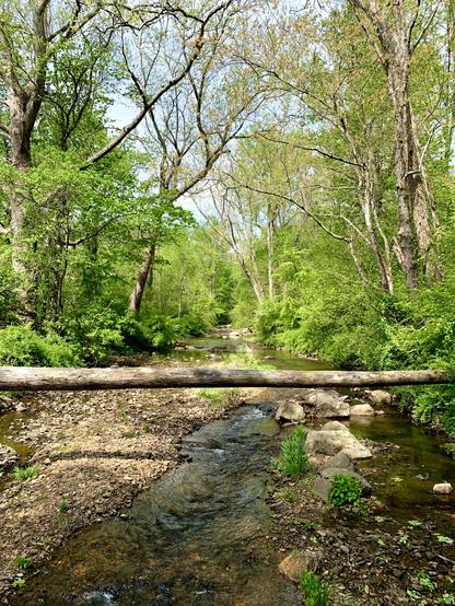 A small stream flows through a rocky patch of bright green forest. A slender fallen tree lies across the water like a barricade, as if warning me not to go any further.