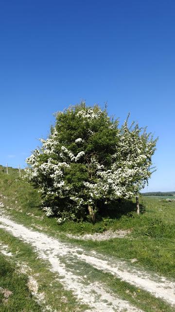 Hawthorn bush in full bloom, at the bottom of one of my favourite chalky segments, Vendetta.