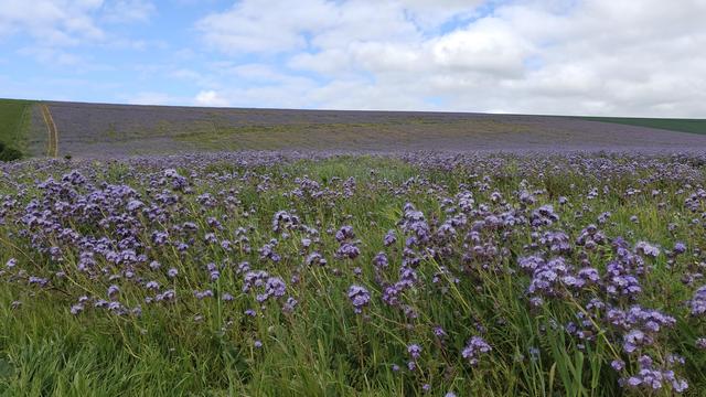 Fields of lacy phacelia, purple flowers.