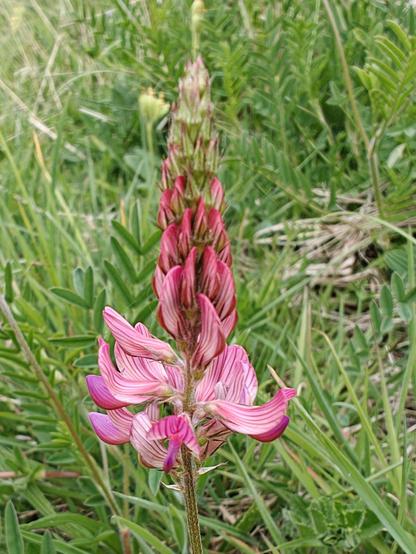 Sainfoin, a stalk with tongue-like flowers of a delicate pink, with deeper pink veins.