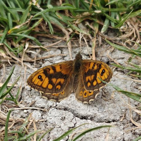 A wall brown butterfly, resting on a dry mud path. Highly patterned wings in two shades of brown, with dark spots containing a small white dot to the outer edge of the forewings.