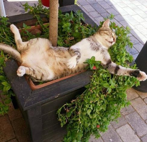 cat sleeping on its back in planter with green plants underneath it