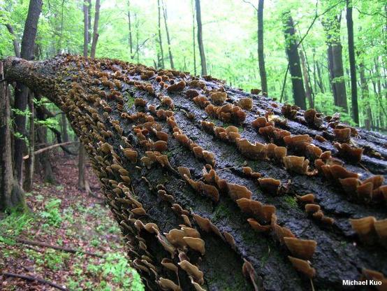 Stereum ostrea mushroom image.