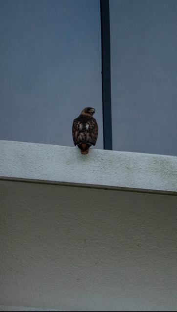 Hawk on a building ledge