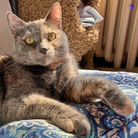 The top half of a petite dilute tortoiseshell cat with big gold eyes and patchy colors looks up from a blue paisley seating cube with the sunshine full on her face.