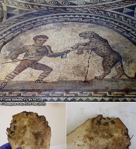 Gladiator mauled by lion 1,800 years ago in Roman Britain, study finds

Archaeologists have revealed strong evidence that bloody events once occurred in Roman Britain, far from Rome’s great amphitheaters. A recently examined skeleton from York, England, thought to be from the third century CE, displays unmistakable signs of a fatal encounter with a large predatory cat, perhaps a lion. The discovery represents what researchers describe as the first physical evidence of human-animal combat from the Roman era anywhere in Europe...

More information: https://archaeologymag.com/2025/04/gladiator-mauled-by-lion-in-roman-britain/