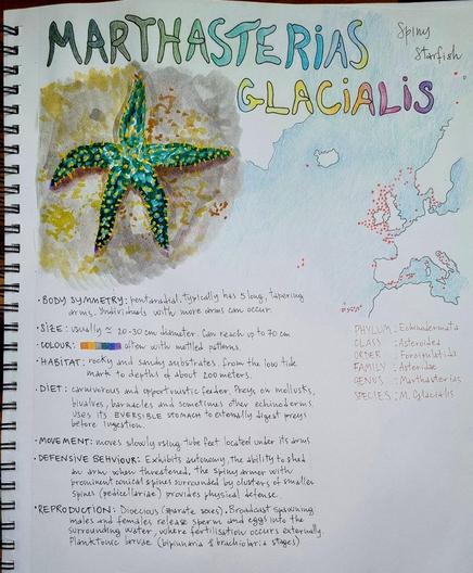 Illustrated chart on Marthasterias Glacialis, aka spiny sea star. Up left a gouache and acrylic paint illustration of a greenish specimen. Up right a drawn map of its distribution. Middle right a rough taxonomic categorisation, down left a short description of appearance, habitat, diet, movement, defensive behaviour, reproduction, larval stages.