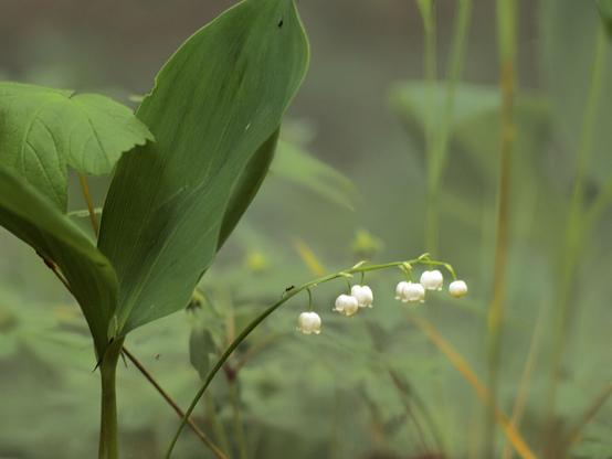 A close-up of a lily of the valley plant featuring large green leaves and delicate white bell-shaped flowers hanging from a slender stem, set against a blurred green background.