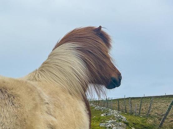 Shetland pony
