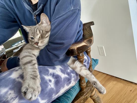 An ussie of me and my one-eyed Lynx Point Siamese cat, Doots. I am sitting in a dining room chair and he is sitting in my lap, with both his front legs splayed out in front of him . My left arm is over his left leg but under his head and right leg. My right arm is extended out, taking the picture with my camera phone. You can’t see my face, because my beauty pales in comparison to the beauty of my cat anyway.
