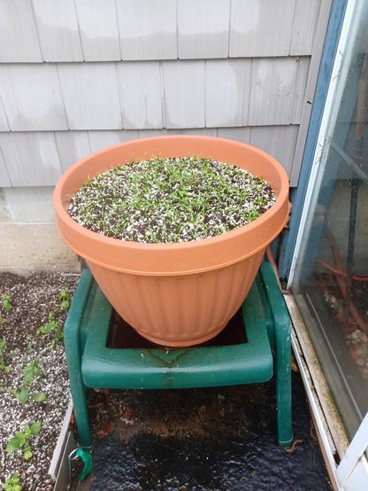 General overall view of a large, brown plastic planter full of potting soil.  It is set upon a green plastic table about knee-height above the ground. There are numerous carrot seedlings popping up across the entire surface.