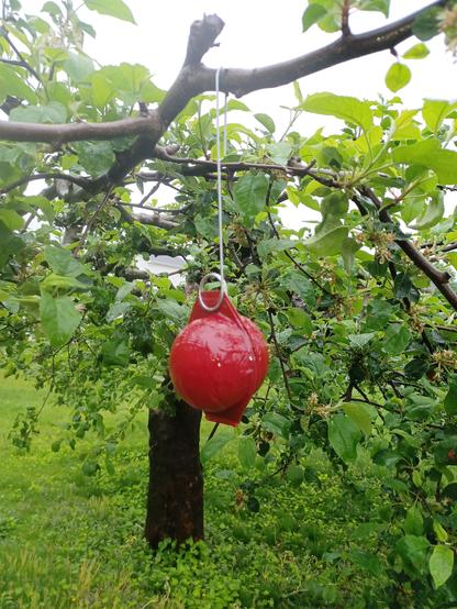 A red plastic sphere coated with tanglefoot suspended by a wire hanging from a branch of an apple tree.