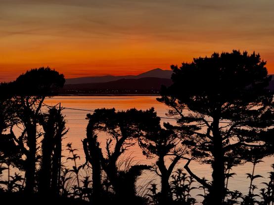 Deep red sky just after sunset over the distant mountains reflected in the waters of Dungarvan bay. A few of the pinpoint street lights of Dungarvan shine out if the dark shadow at the base of the mountains just above the water. 

Four gnarly yew trees loom as silhouettes in the foreground providing a frame covering the bottom half of the photograph.