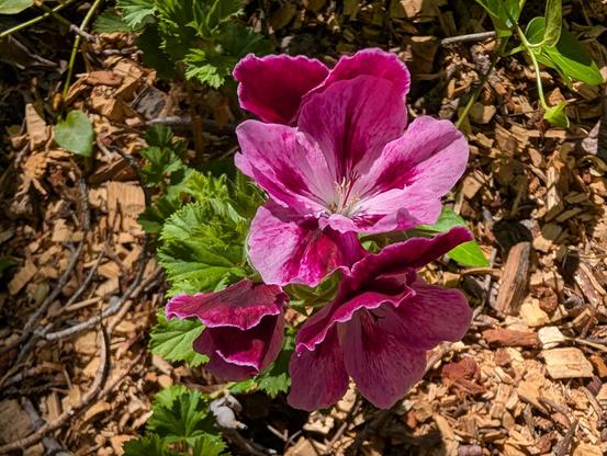 A photo of pink and purple two-tone flowers on a geranium.