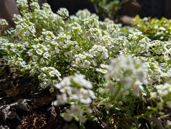 A closeup photo of a sweet alyssum with hundreds of tiny white flowers in bloom.