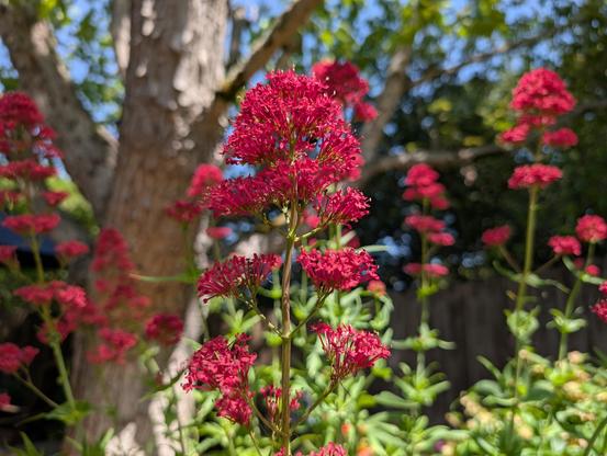 A photo of a pink valerian, a leggy plant, with glorious bundles of bright pink flowers capping its tall stalks. It looks a little bit like fireworks!