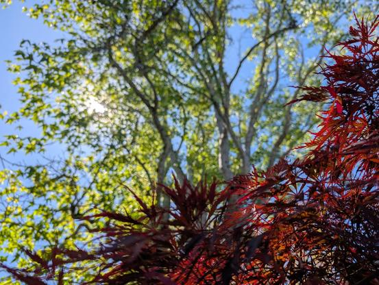 A photo looking up into a Japanese maple's canopy full of maroon leaves, with the leafy green canopy of another maple and the bright blue sky above it.