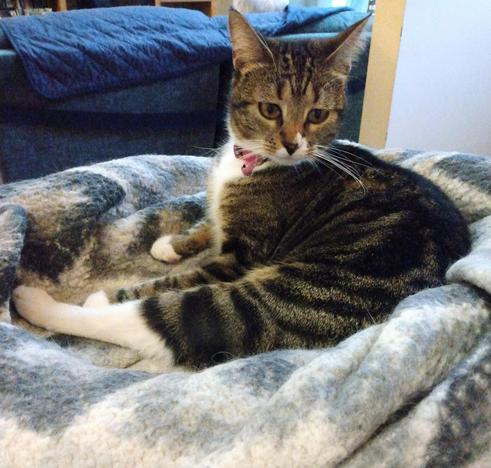 A young tabby cat with white markings, named Pax, is lying in her nest of grey and white blankets on top of a low cat tower.  Her body is curved like a backwards "C." Her amber-colored eyes are looking back over her shoulder.  Her long white hind legs are stretched out straight.