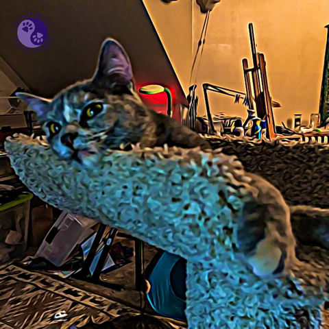 A dilute tortoiseshell kitten lying inside a cat trough with only her head and one paw visible with an art table fully lit behind her and a spotlight on a cat toy, illustrating Make the Cat Happy.