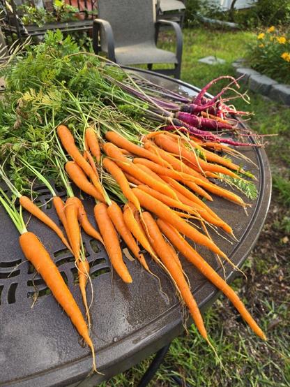 Carrot harvest