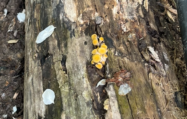 A small cluster of bright yellow mushroom pins emerging from a sorry looking log.
