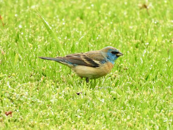 A bird perched on green grass, showcasing its feathers in a natural outdoor setting.
