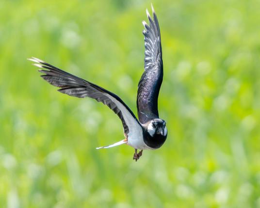 Lapwing in flight