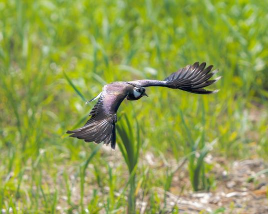 Lapwing in flight