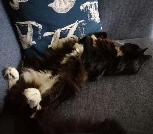 A tuxedo cat lies on her back on a blue couch. Her white back feetsies are slightly curled as they point straight up. Her front pawsies are curled up by her chest. Her head is turned away from the camera. Much floofy tum is visible. Behind her is a blue cushion with white sloths on it.