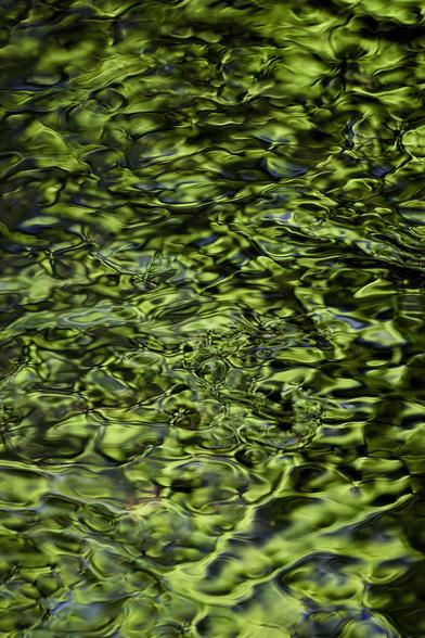 The brilliant green Spring leaves on bankside trees are reflected in the gently-rippling surface of a small stream on a sunny day.
