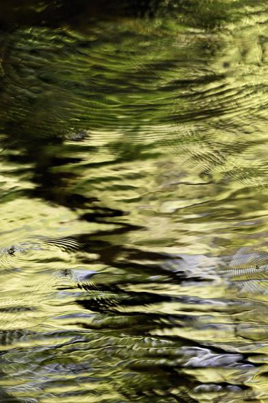 The green Spring leaves on bankside trees are reflected in the gently-rippling surface of a small stream on a sunny day.