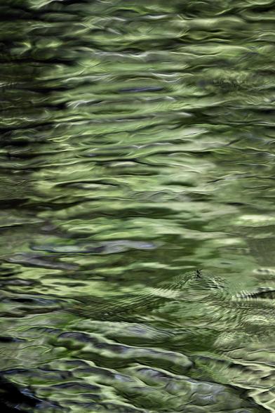 The green Spring leaves on bankside trees are reflected in the gently-rippling surface of a small stream on a sunny day. A large fly in the bottom right corner is causing smaller ripples by dipping onto the surface.