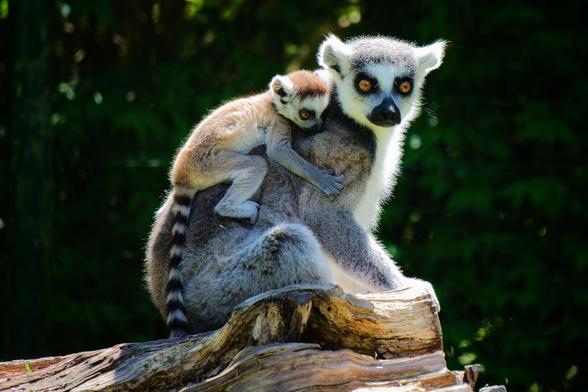 The catta (Lemur catta) is a primate species from the group of lemurs (Lemuriformes). It inhabits dry regions in southwestern Madagascar. Shown here with a kitten.

Der Katta (Lemur catta) ist eine Primatenart aus der Gruppe der Lemuren (Lemuriformes). Er bewohnt trockene Regionen im südwestlichen Madagaskar. Hier zu sehen mit einem Jungtier.