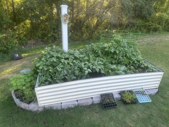 My first real garden!