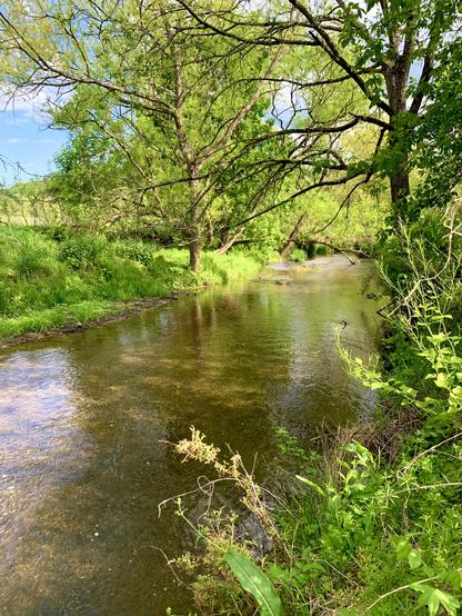 A small stream flows through the woods, surrounded by vivid, lively greenery on a sunny day. The water glows with a bright brown-green hue, reflecting the trees above and revealing the gravel on the creek bed.