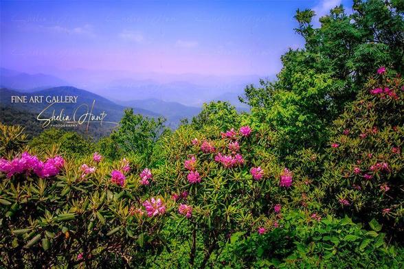 Roan Mountain Tennessee Rhododendrons in Bloom – Vibrant pink and purple rhododendrons in full bloom atop Roan Mountain, Tennessee, with rolling Blue Ridge Mountains stretching into the distance. A soft pink glow colors the evening sky, enhancing the breathtaking Appalachian landscape. This high-elevation scenic view captures the beauty of nature in peak bloom. From the Fine Art Gallery of Shelia Hunt.