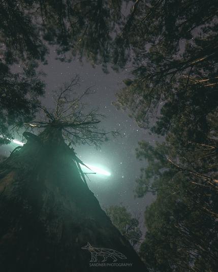 Looking straight up from the base of an ancient eucalyptus tree (mountain ash) in a dense forest at night. The gnarled trunk rises dramatically into a canopy of silhouetted branches. A bright green meteor or fireball streaks across the star-filled sky, casting an eerie glow that illuminates mist or haze among the treetops. The scene has a dreamlike, almost otherworldly quality.