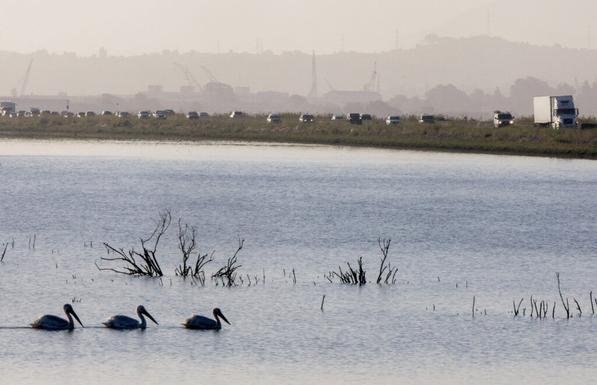 California may waive endangered species rules for Highway 37