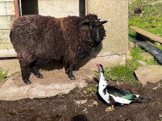 Shetland sheep and Muscovy duck