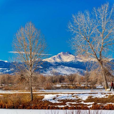 Snow-dusted plains and leafless cottonwood trees frame a view of Longs Peak in the distance, lit by early morning sunlight under a deep blue sky. A person walks a dog along a trail in the lower right corner.